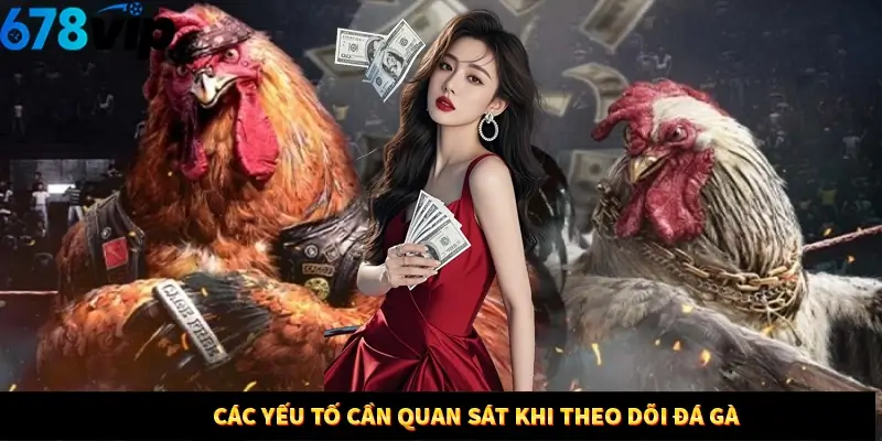 Các yếu tố cần quan sát khi theo dõi đá gà