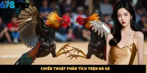 Chiến thuật phân tích trận đá gà