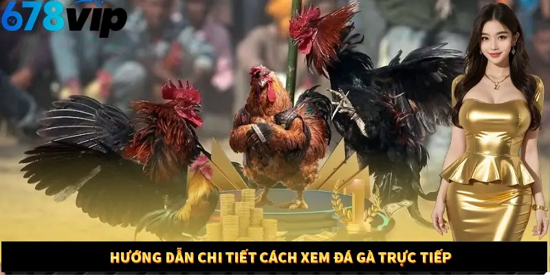 Hướng dẫn chi tiết cách xem đá gà trực tiếp