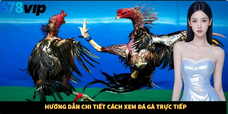 Hướng dẫn chi tiết cách xem đá gà trực tiếp 