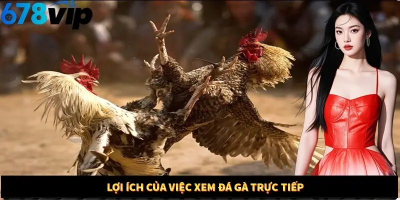 Lợi ích của việc xem đá gà trực tiếp