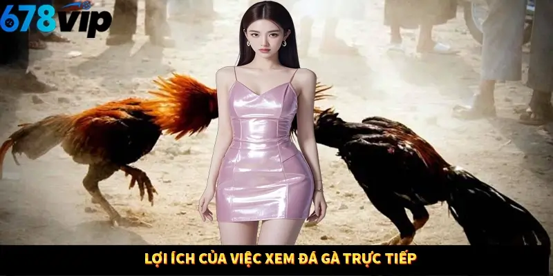 Lợi ích của viêc xem đá gà trực tiếp 